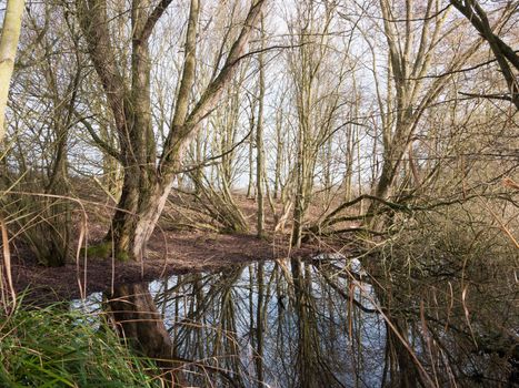 nature scene outside winter bare trees reflection in pool of water; essex; england; uk