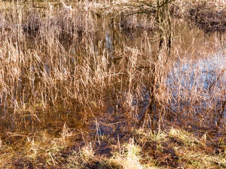 close up of golden grass reeds growing in pool of water; essex; england; uk