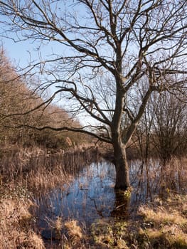 close up shot of bark bare tree in pool of water grass reeds around scene; essex; england; uk