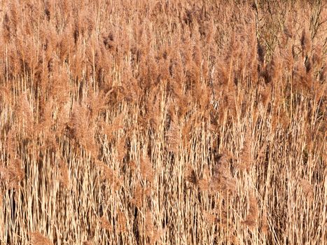 background of golden grass reeds plant nature wallpaper; essex; england; uk