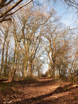 path through autumn winter spring forest sunny light bare bark trees nobody; essex; england; uk