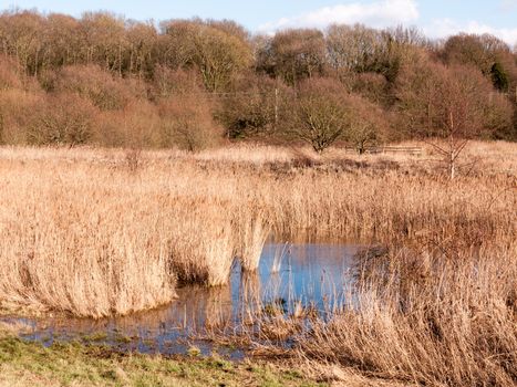 close up view of reeds outside growing in marshland nature reserve pool; essex; england; uk