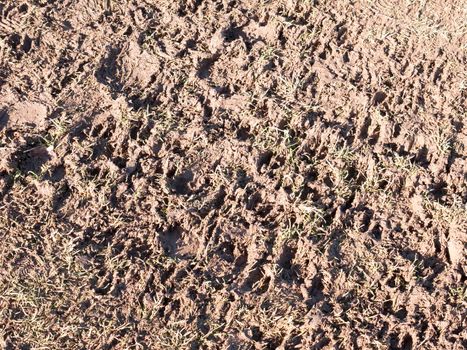 muddy path floor country agriculture texture foot prints; essex; england; uk