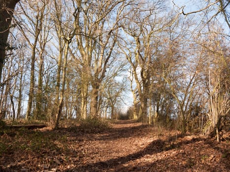 path through autumn winter spring forest sunny light bare bark trees nobody; essex; england; uk