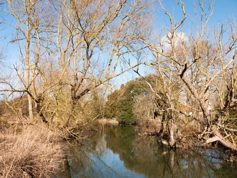 small running stream river through countryside spring bare trees branches to side; essex; england; uk