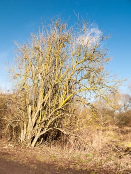 slanting tree bare branches summer spring blue sky outside; essex; england; uk