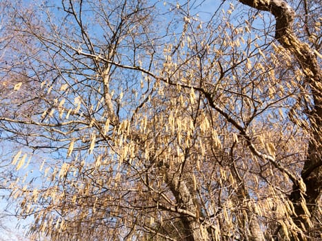 view of hanging catkins on tree in spring beautiful; essex; england; uk