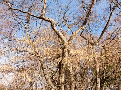 view of hanging catkins on tree in spring beautiful; essex; england; uk