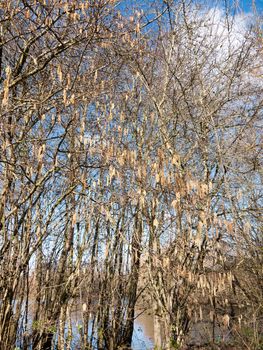 beautiful array of hanging catkins on bare branch tree sky in spring; essex; england; uk