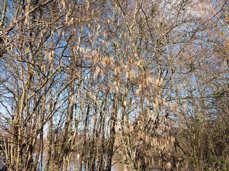 beautiful array of hanging catkins on bare branch tree sky in spring; essex; england; uk