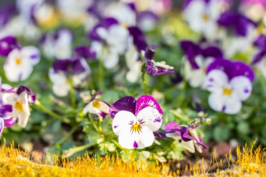 Beautiful pansy flowers seen under spring sunshine