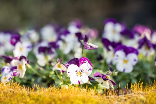 Beautiful pansy flowers seen under spring sunshine