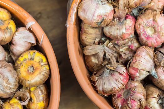 Pink and yellow bulbs in clay pots for sale in garden center.