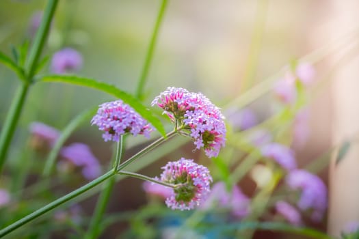 The background image of the colorful flowers, background nature