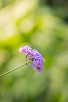 The background image of the colorful flowers, background nature