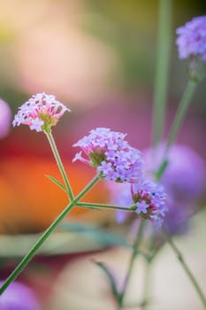 The background image of the colorful flowers, background nature