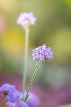 The background image of the colorful flowers, background nature