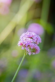 The background image of the colorful flowers, background nature