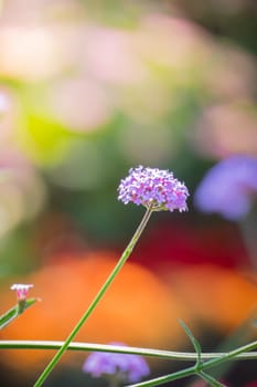 The background image of the colorful flowers, background nature