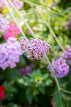 The background image of the colorful flowers, background nature