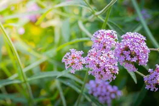 The background image of the colorful flowers, background nature