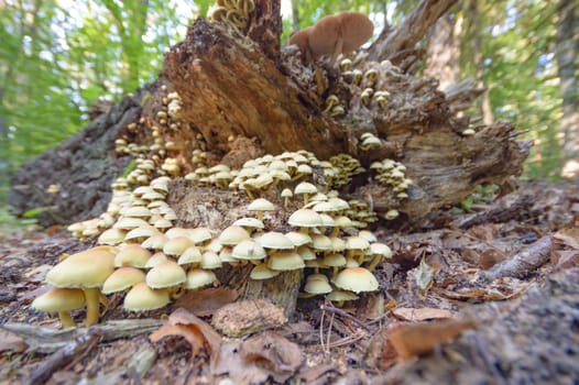 forest mushroom after longtime rain, nature series