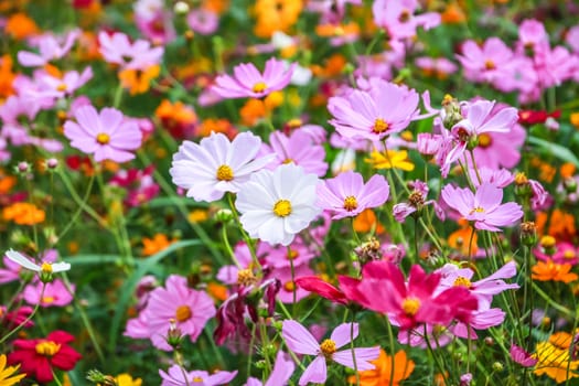 Colorful cosmos flower blooming in the field, Soft focus.