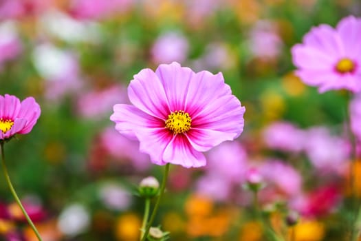 Colorful cosmos flower blooming in the field, Soft focus.