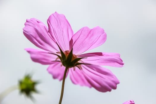 Colorful cosmos flower blooming in the field with blue sky, Soft focus.