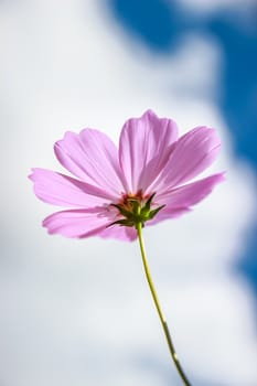 Colorful cosmos flower blooming in the field with blue sky, Soft focus.