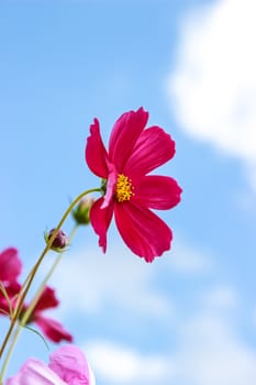 Colorful cosmos flower blooming in the field with blue sky, Soft focus.