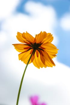 Colorful cosmos flower blooming in the field with blue sky, Soft focus.