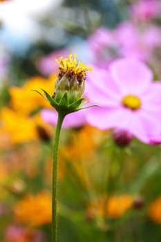 Colorful cosmos flower blooming in the field, Soft focus.