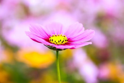 Colorful cosmos flower blooming in the field, Soft focus.