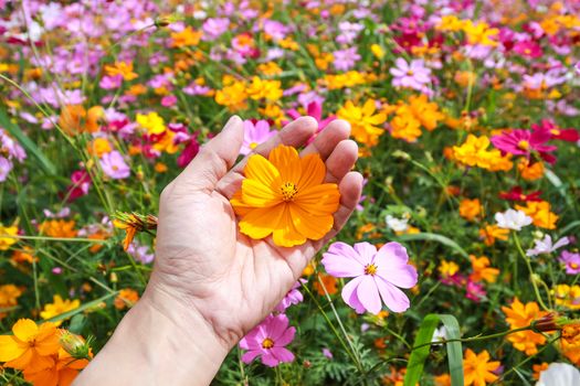 Colorful cosmos flower blooming in the field, on hand with care and gentle touch