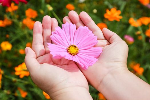 Colorful cosmos flower blooming in the field, on hand with care and gentle touch