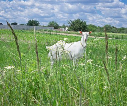 White adult goat grasses on green summer meadow field at village countryside