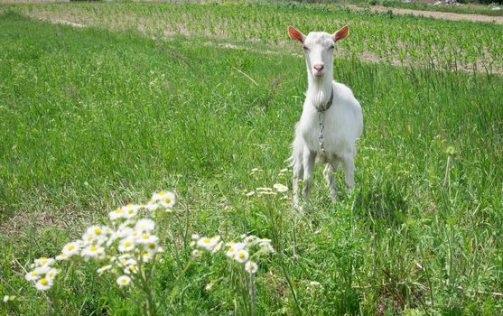 White adult goat grasses on green summer meadow field at village countryside
