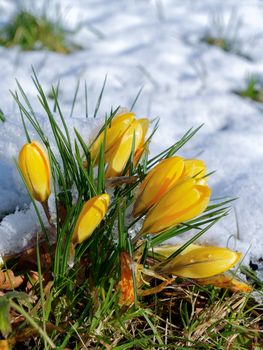 Crocuses Flowering in the Snow in East Grinstead