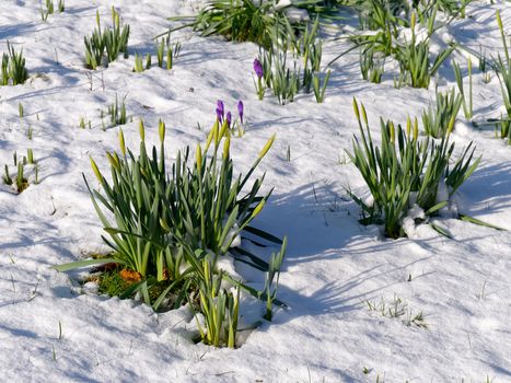 Daffodils in Bud and Crocuses Flowering in the Snow in East Grinstead