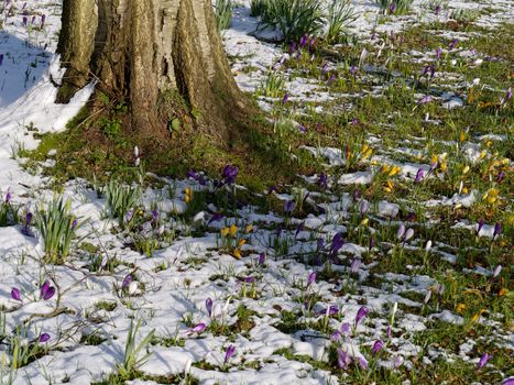 Crocuses Flowering in the Snow in East Grinstead