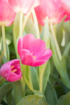 Beautiful bouquet of tulips. colorful tulips. nature background