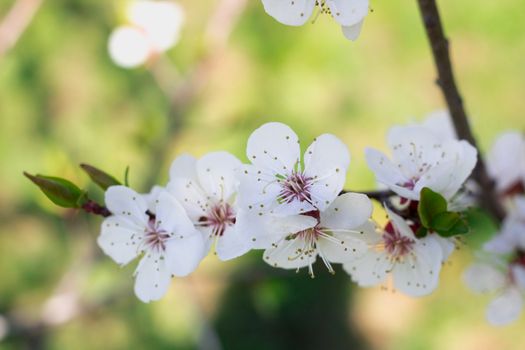 Postcard of fresh blossom flowers on spring cherry tree close-up on colourful bokeh blur background