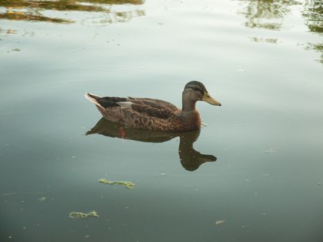 beautiful portrait of female mallard on water top surface outside; essex; england; uk