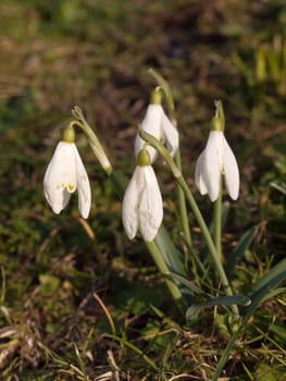 close up of white snow drop small flowers grass park; essex; england; uk