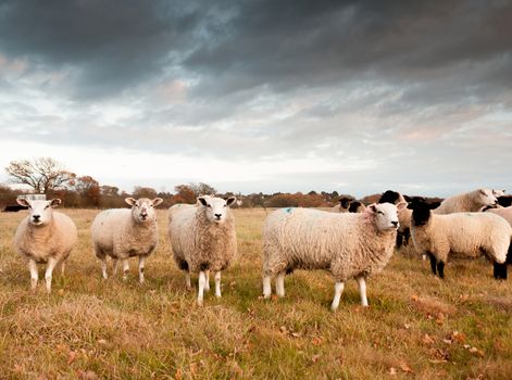 beautiful outside farm scene with white sheep looking at camera, moody sky; essex; england; uk