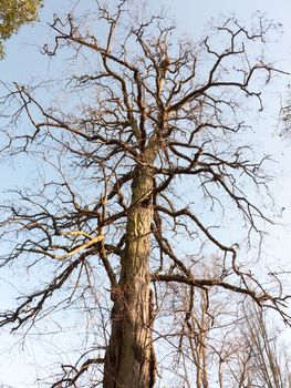 tall bare branched tree in winter early spring blue sky; essex; england; uk