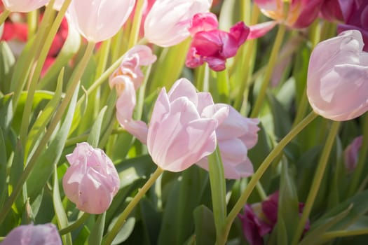 Beautiful bouquet of tulips. colorful tulips. nature background