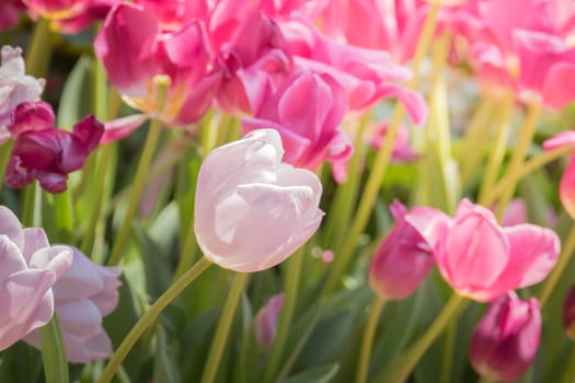 Beautiful bouquet of tulips. colorful tulips. nature background