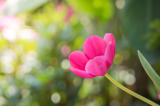 Beautiful bouquet of tulips. colorful tulips. nature background